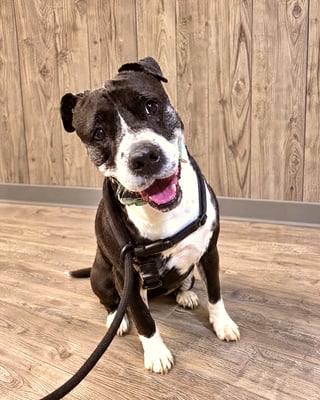 A black and white pit bull mix sitting attentively with a harness and leash indoors against a wood paneled wall.