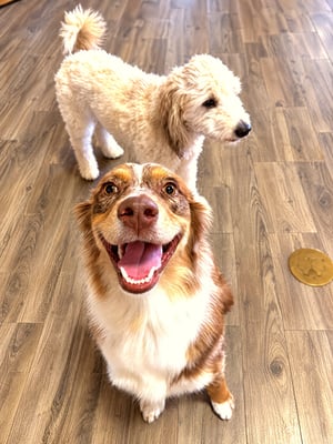 A happy red merle Australian Shepherd smiling up at the camera with a light-colored doodle standing behind it indoors.