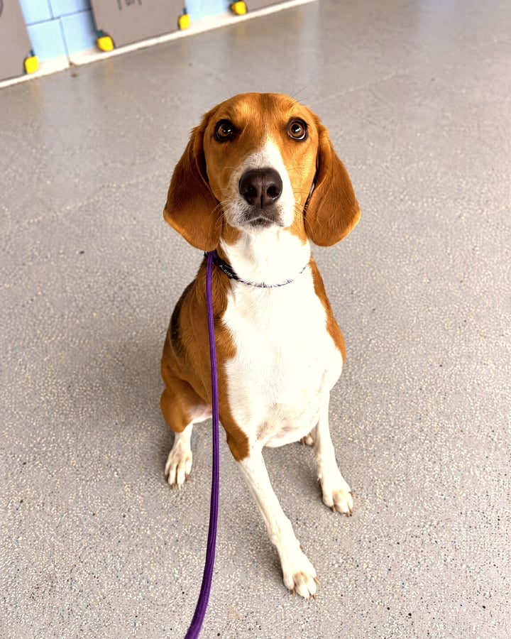 Attentive brown and white hound sitting calmly on a purple leash in an indoor training facility.