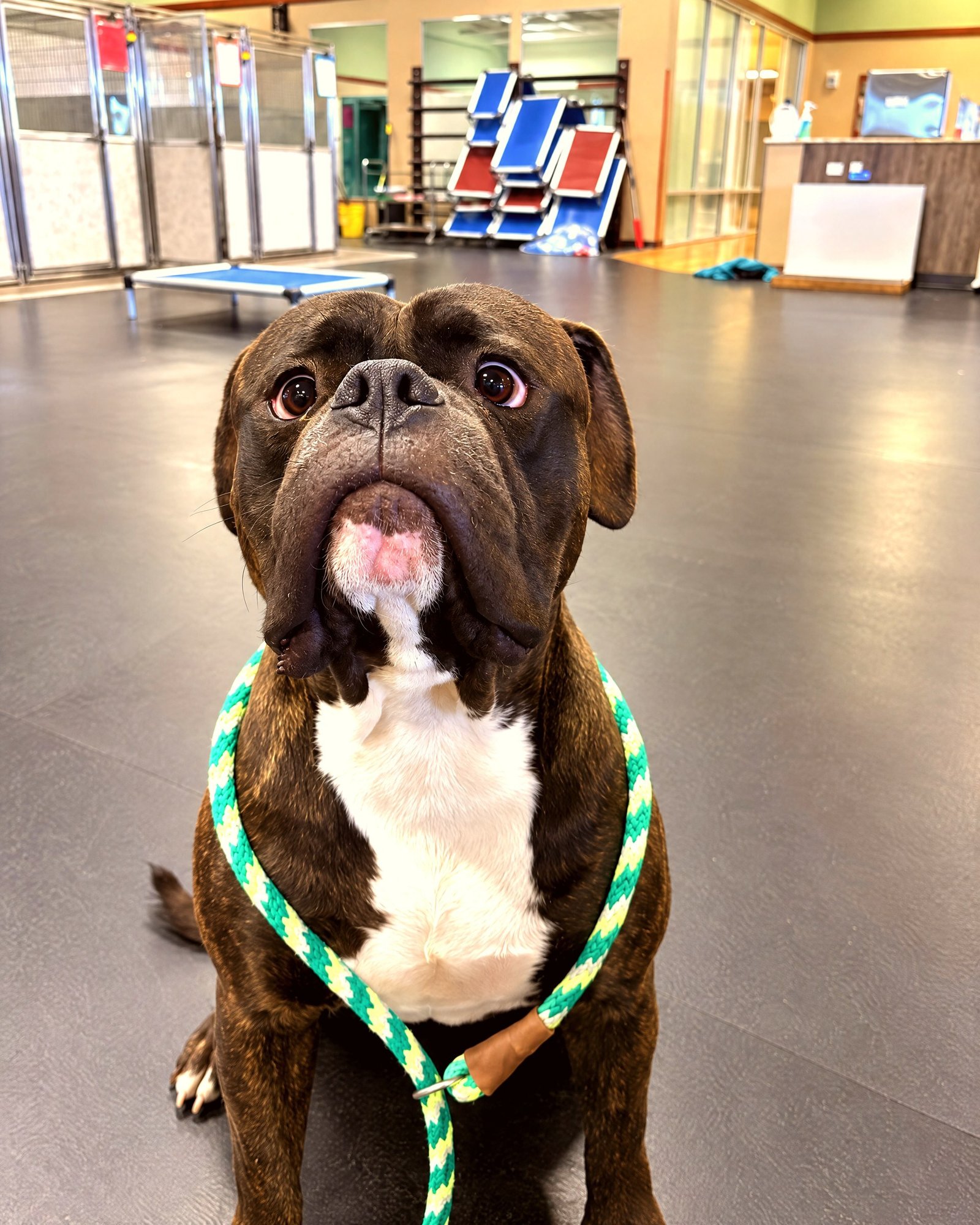 A brindle bulldog mix sits attentively on leash inside the spacious indoor training facility.