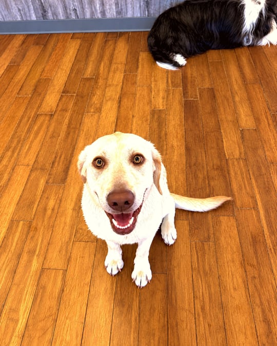 A light yellow dog sitting on a wooden floor looking up with an open mouth while another dog rests nearby.
