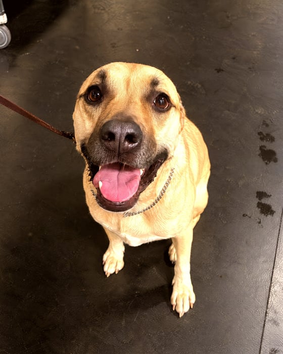 A tan mixed breed dog sitting on an indoor floor looking up with an open mouth while on leash.