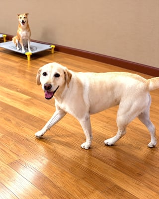 A yellow Labrador Retriever walks across an indoor training room floor while another dog stays seated on a cot.