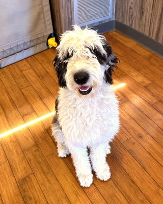 A black and white Sheepadoodle sitting on a wood floor inside a boarding suite.
