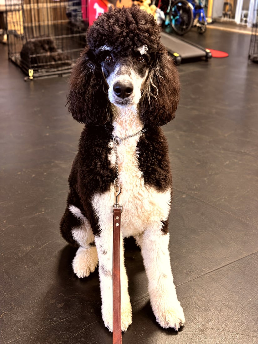 Well groomed black and white poodle sitting obediently on leash inside a dog training center.