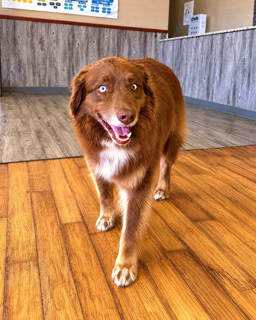 A red Australian Shepherd walking happily across the wood floor in front of the campus reception desk.