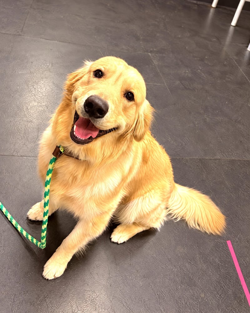 Happy golden retriever sitting on an indoor training floor with a leash attached.
