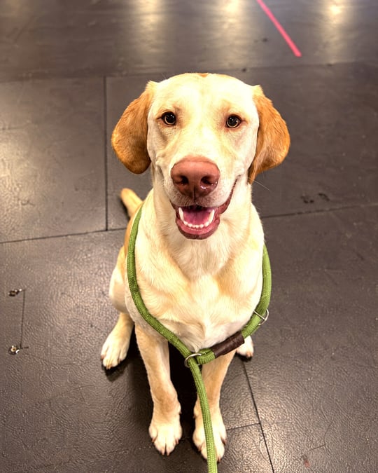 A yellow Labrador Retriever sitting attentively on a black rubber training floor with a green slip lead.