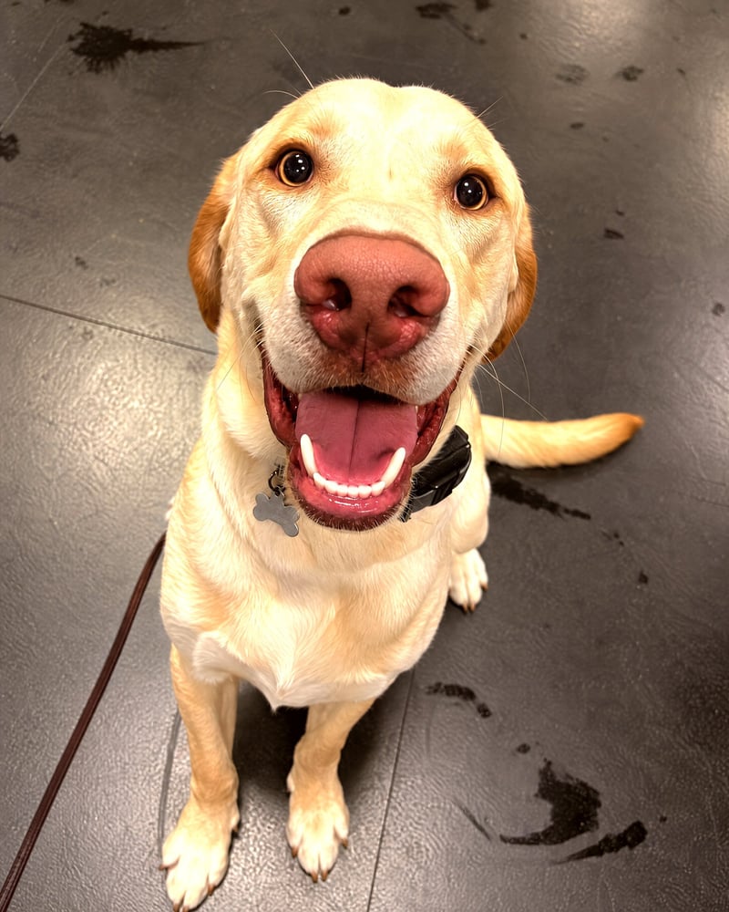 A yellow Labrador Retriever sitting on an indoor black training floor and looking up happily.