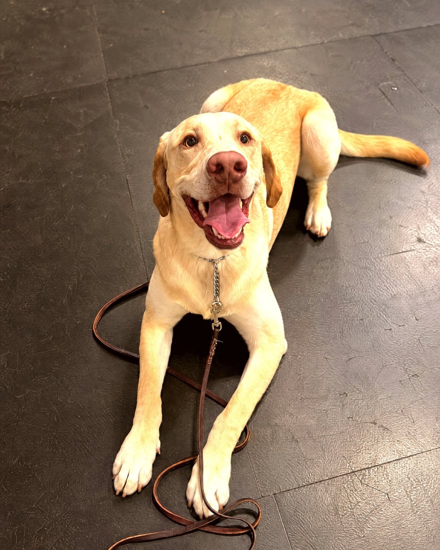 A yellow Labrador Retriever resting on an indoor training floor with a leather leash.