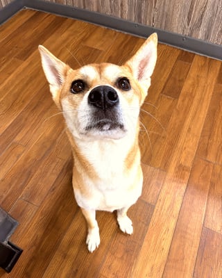 A tan and white dog sitting on a wood floor and looking up intently at the camera.