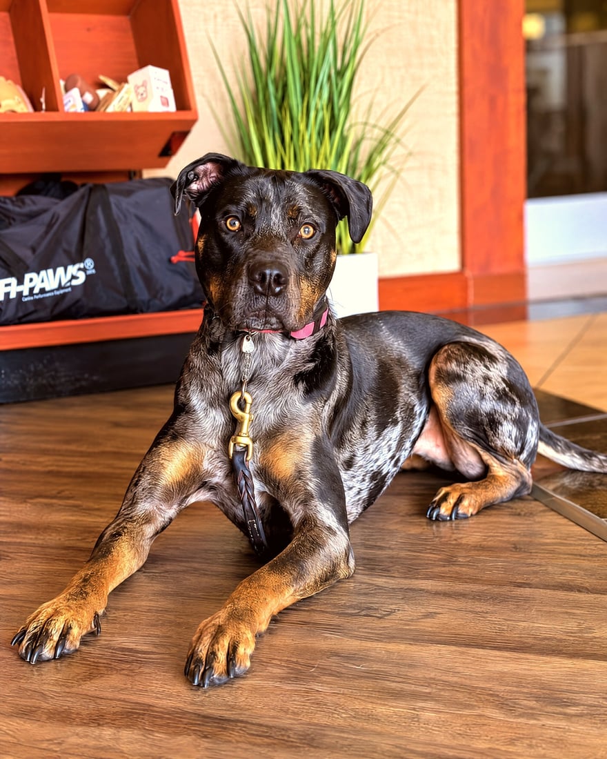 A calm, attentive brindle dog lying down on a wood floor inside an upscale training facility lobby.