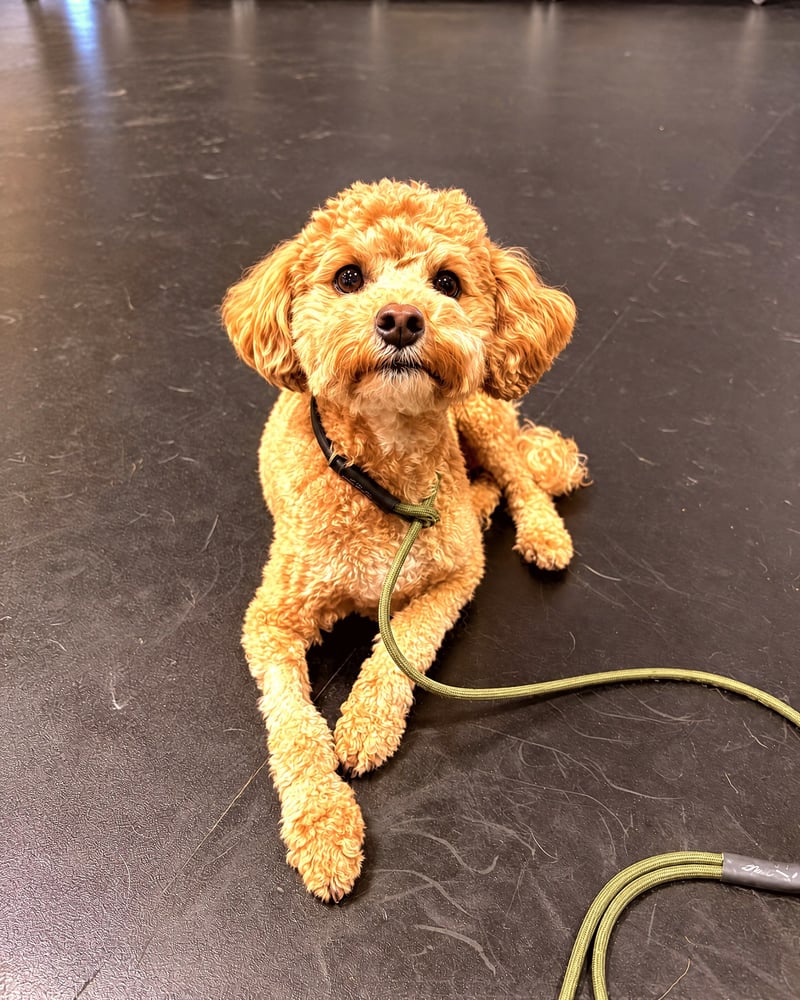 A small apricot doodle dog lying down on a black training floor while on a green leash.