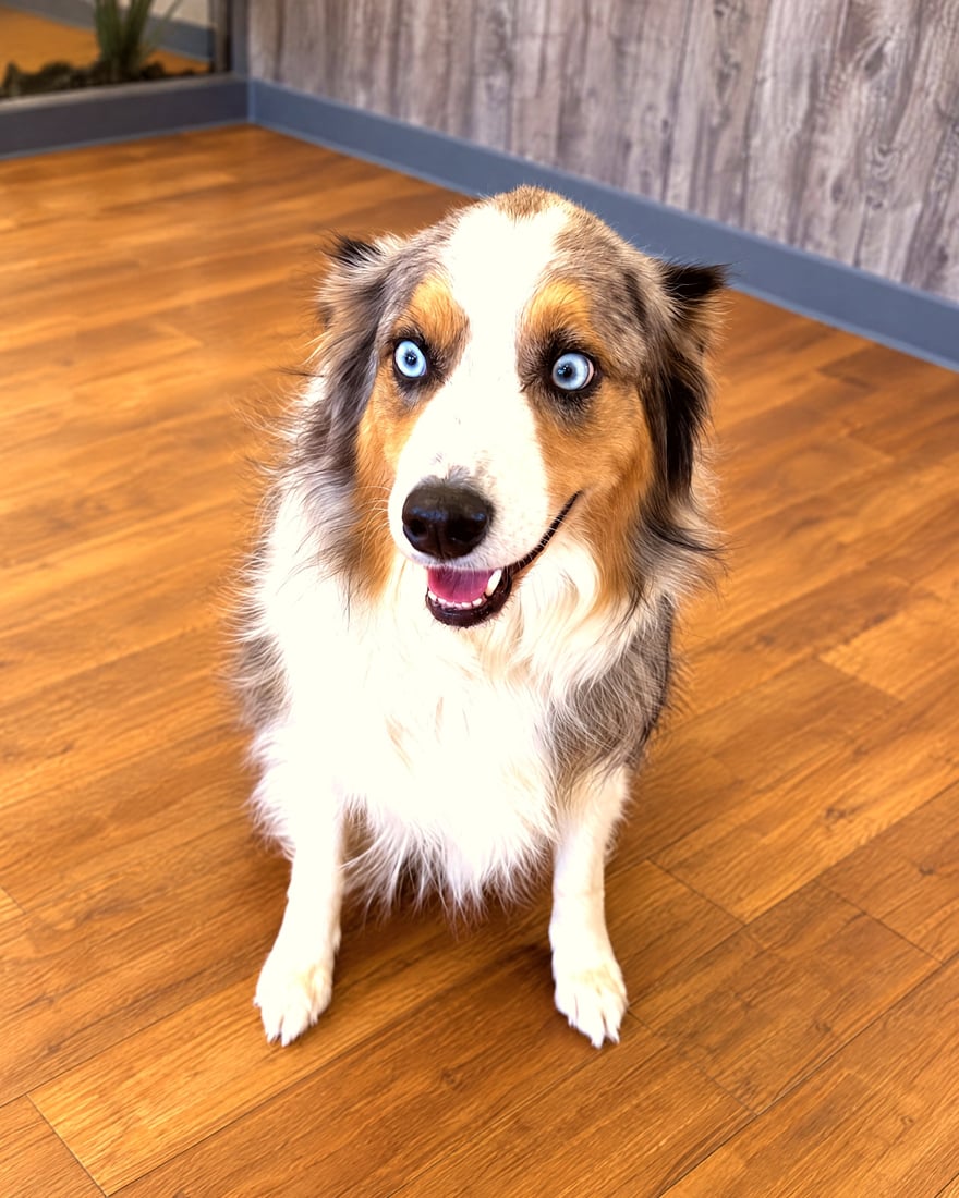 A friendly Australian Shepherd sitting attentively on wood flooring in the bright reception lobby.
