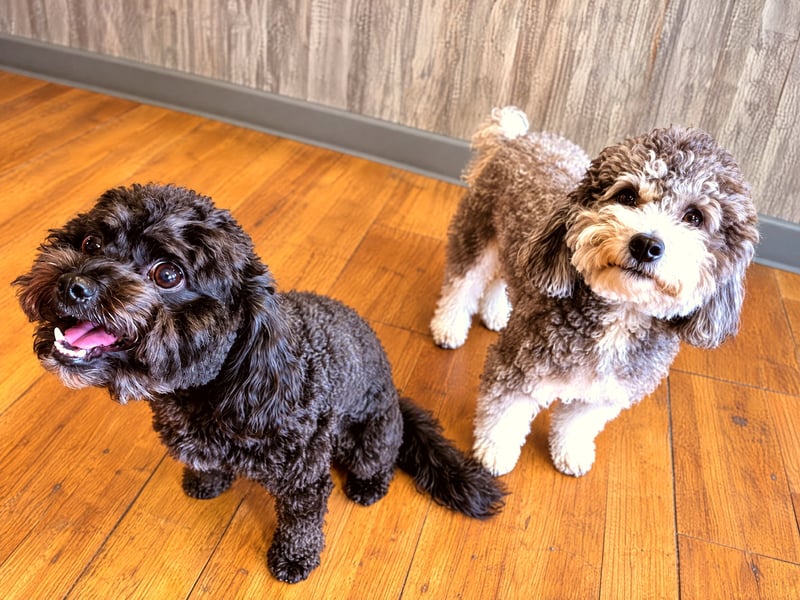 A black poodle mix and a grey and white poodle mix looking up attentively on a wood-style floor indoors.