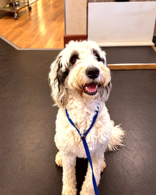 A white and black doodle sitting happily on a black training mat with a blue slip lead.