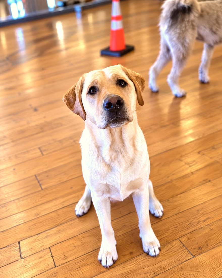 A yellow Labrador Retriever sitting attentively on a wood floor in an indoor training facility.