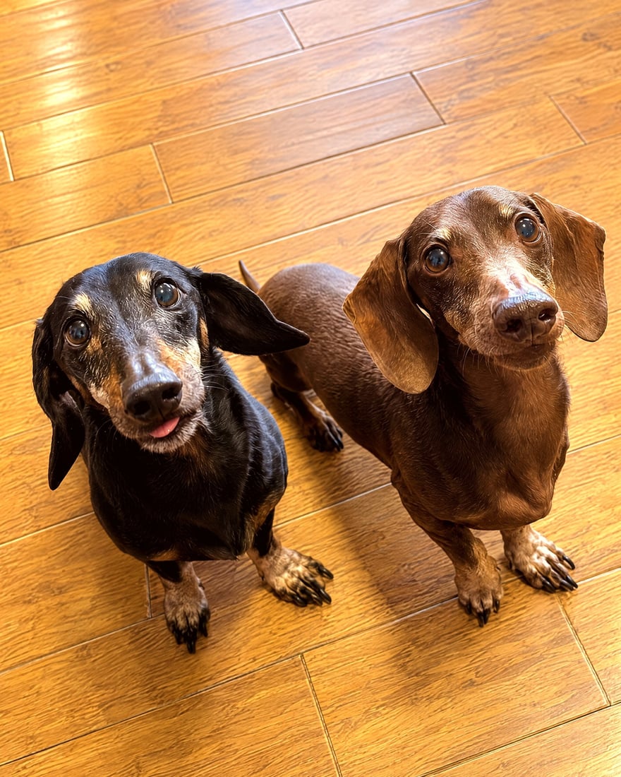 Two senior Dachshunds sitting on a wood floor and looking up attentively.