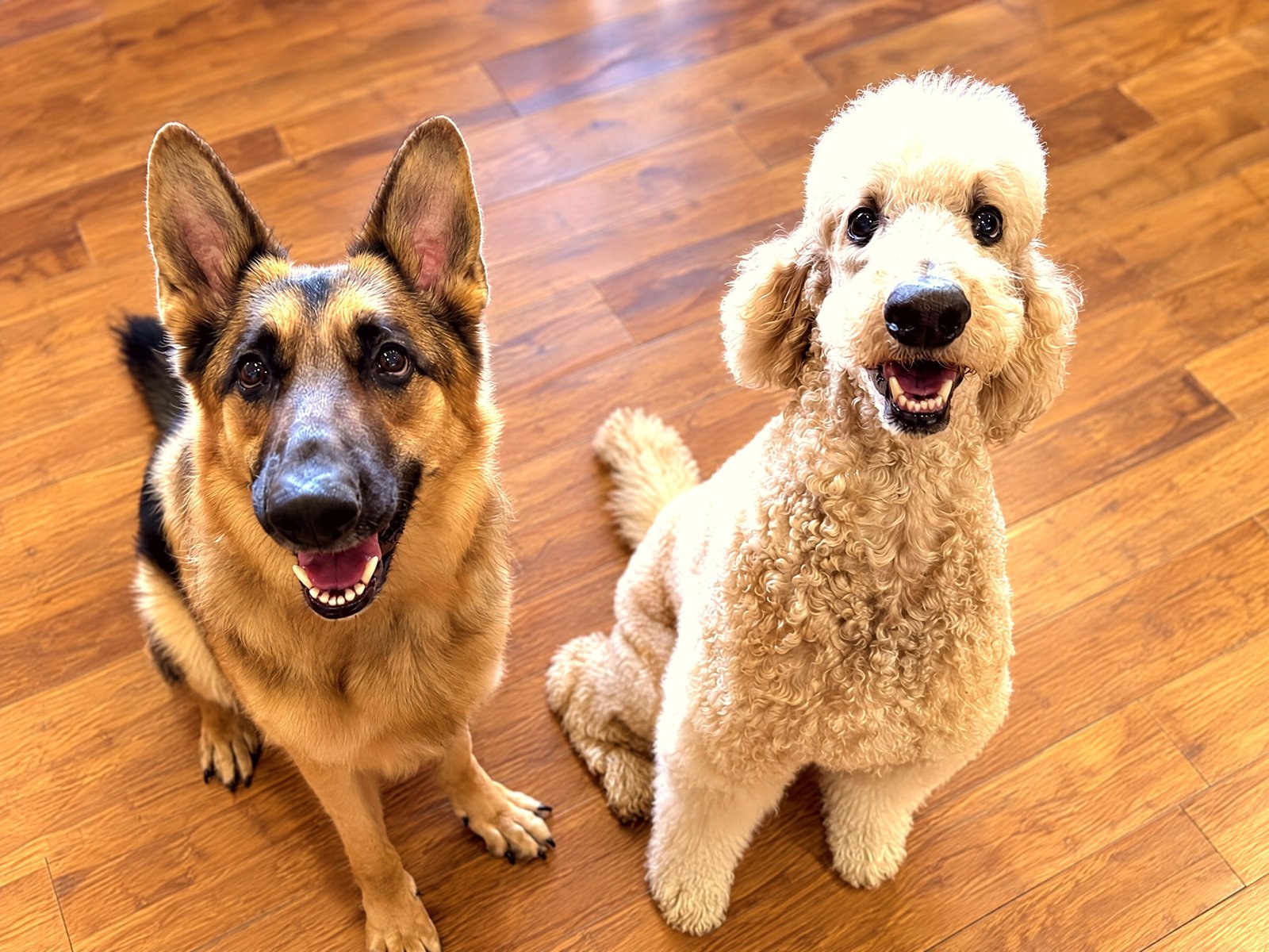 A German Shepherd and a groomed apricot Standard Poodle sitting together on a wood-style indoor floor.