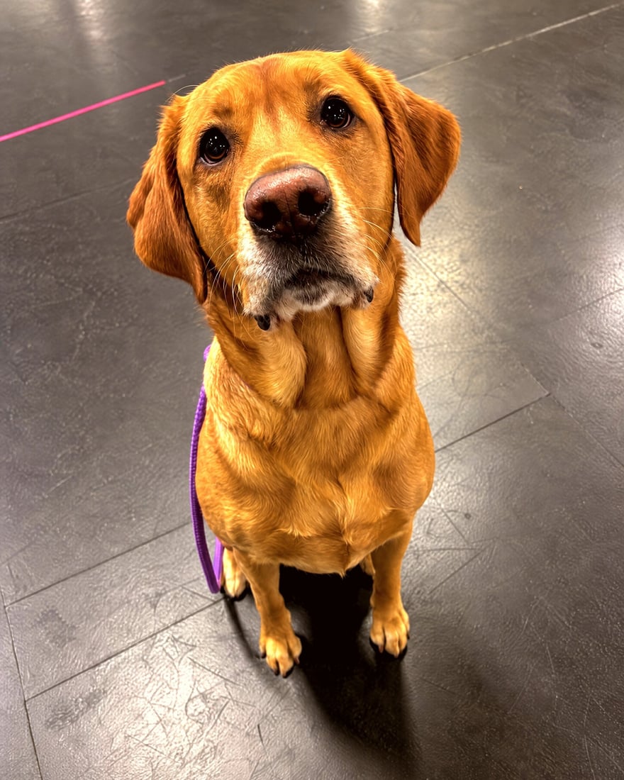 A fox red Labrador Retriever sitting on an indoor training floor looking up attentively.