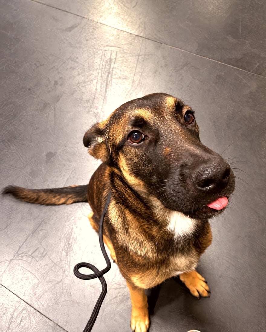 Adolescent German Shepherd mix sitting on an indoor floor on leash looking up with tongue out.