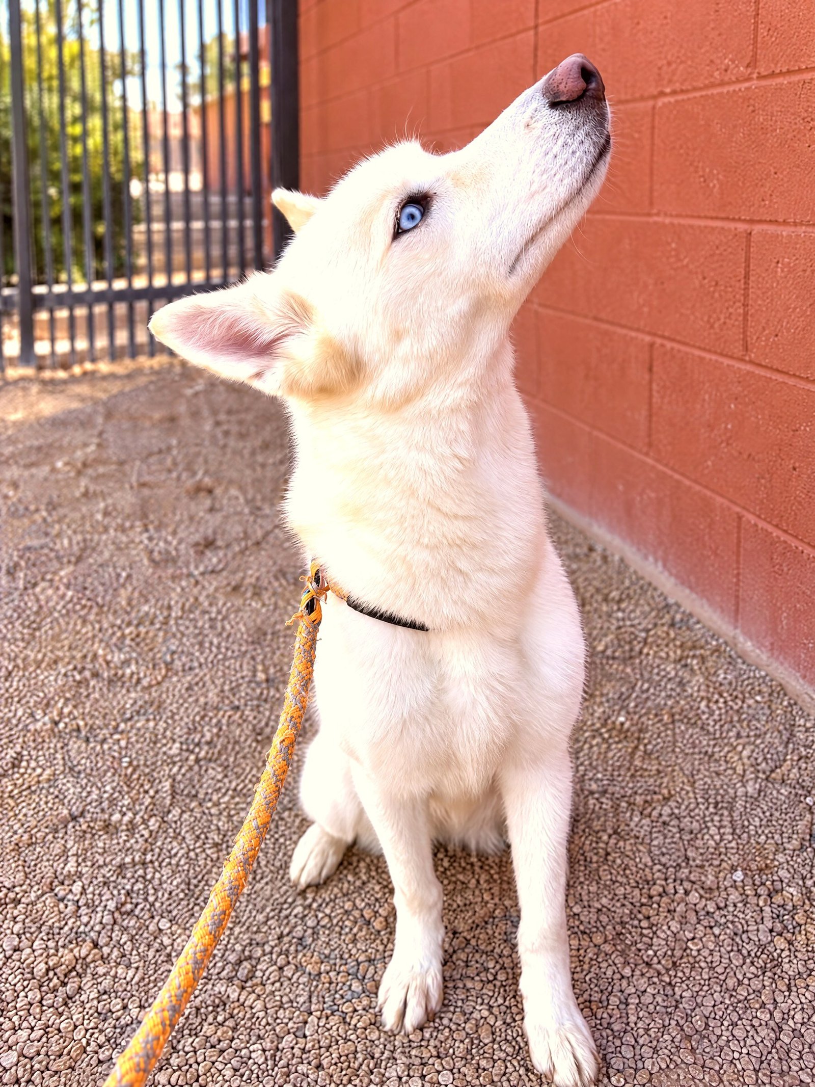 A white blue-eyed dog sitting attentively on a leash next to a red brick wall outdoors.