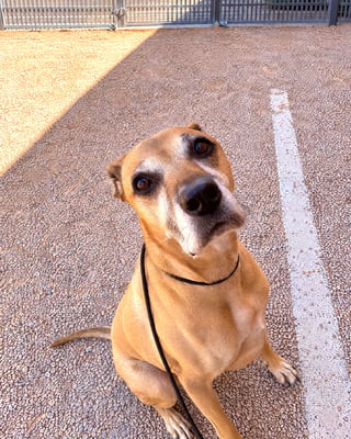A tan dog sitting attentively on a training lead in an outdoor gravel yard.