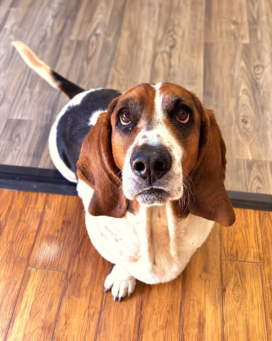 A tricolor Basset Hound sits on a wood floor looking directly up at the camera.