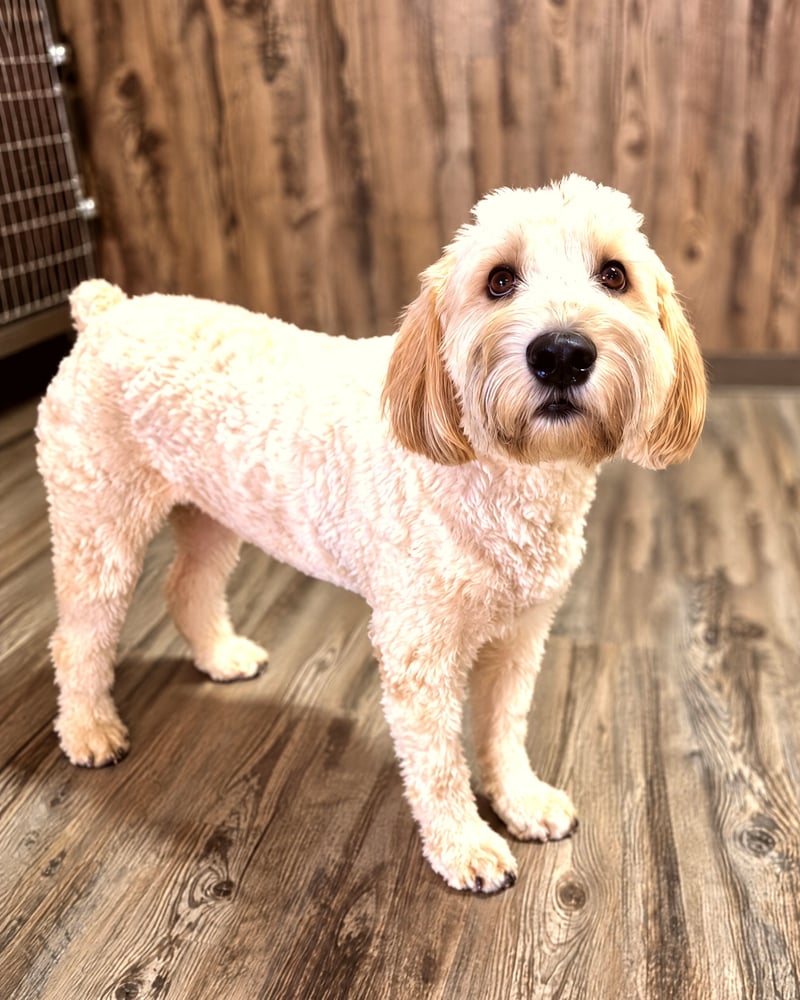 A fluffy tan doodle dog standing on wood flooring looking toward the camera.