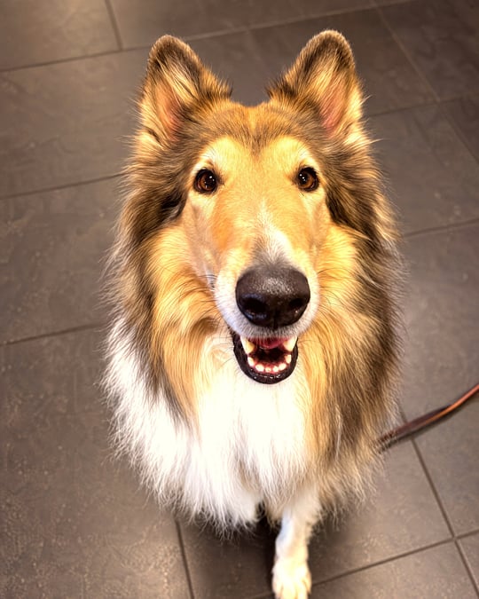 A sable Rough Collie sitting on dark tile and looking straight up into the camera.