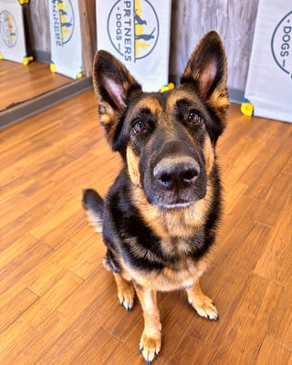 A German Shepherd dog sits attentively on a wooden floor inside a training facility.