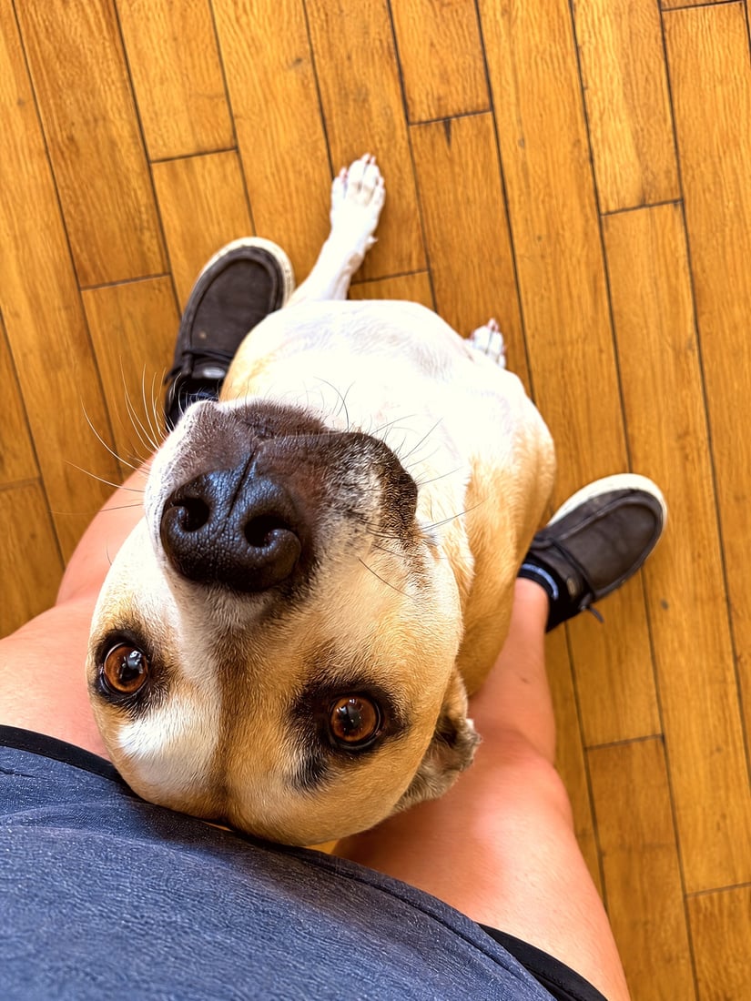 Tan and white dog sitting calmly between handler legs looking up attentively.
