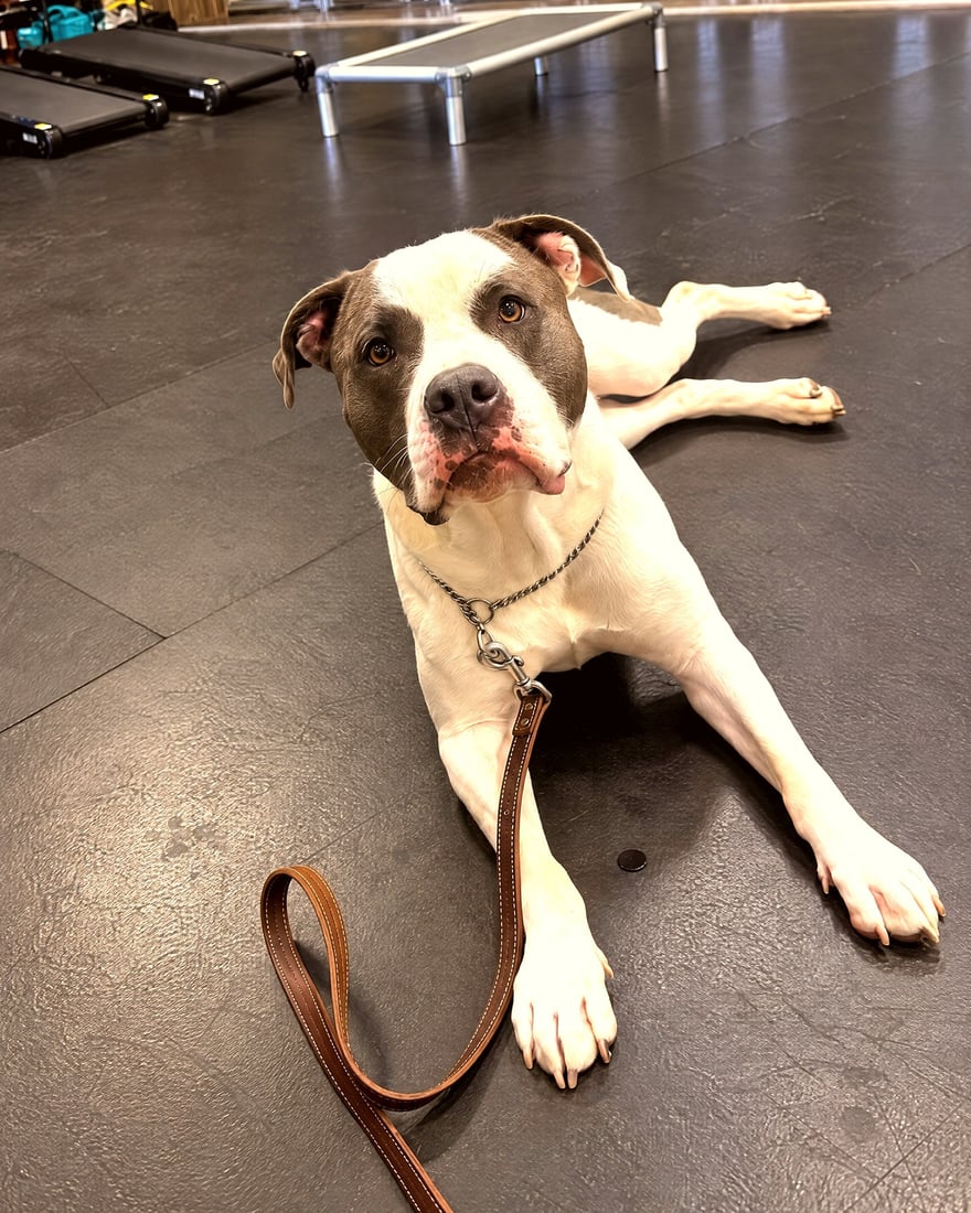 A pit bull mix calmly rests in a down stay on a training leash on the indoor training floor.
