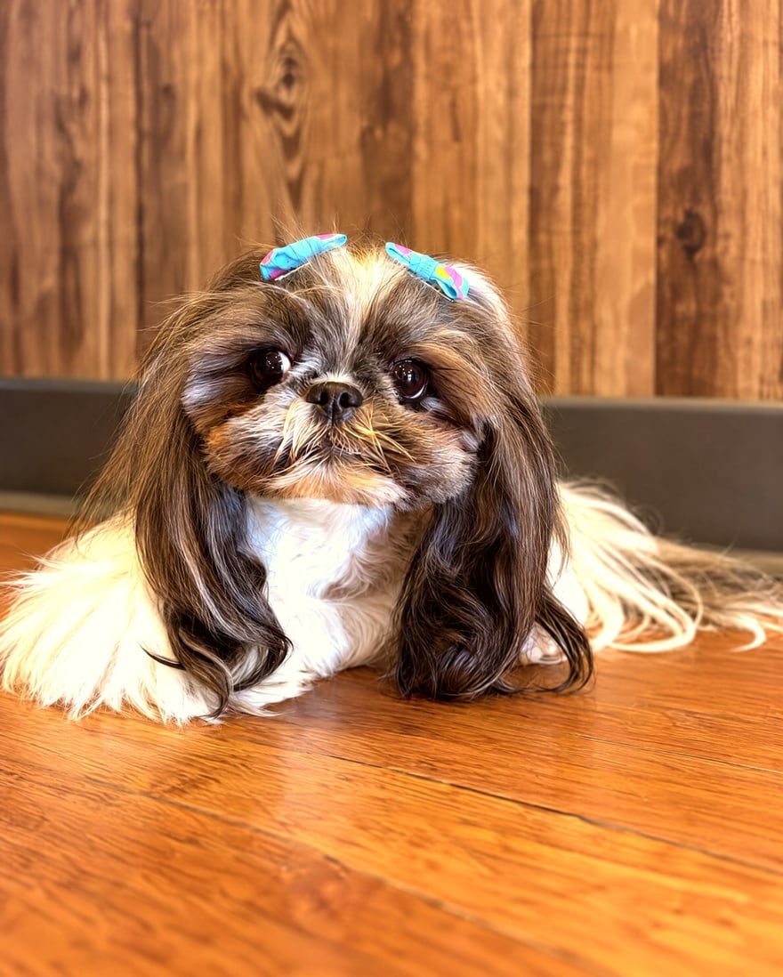A calm small dog resting comfortably on a hardwood floor indoors.