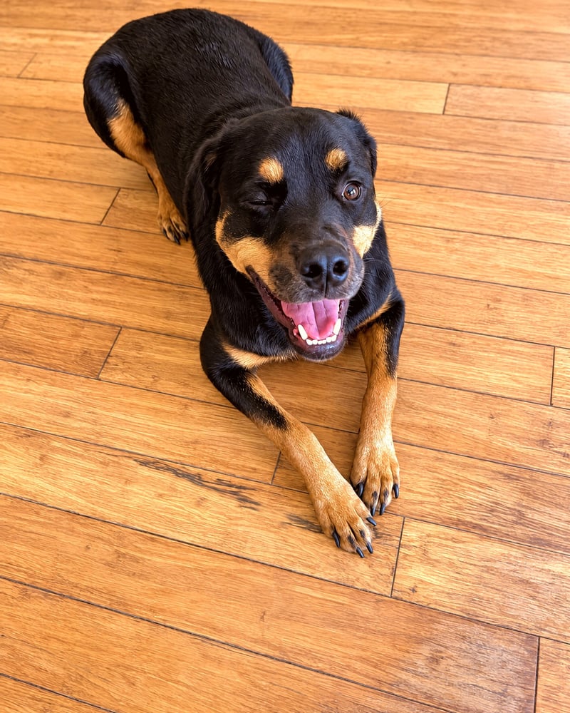 A calm black and tan dog lying comfortably on a wooden floor indoors.