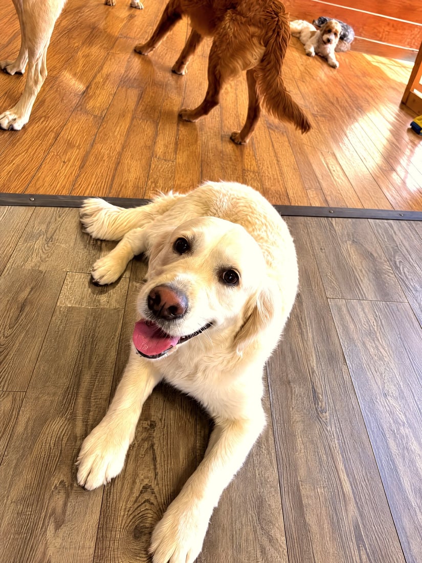 A calm golden dog lying relaxed on the wood floor during an indoor rest break.