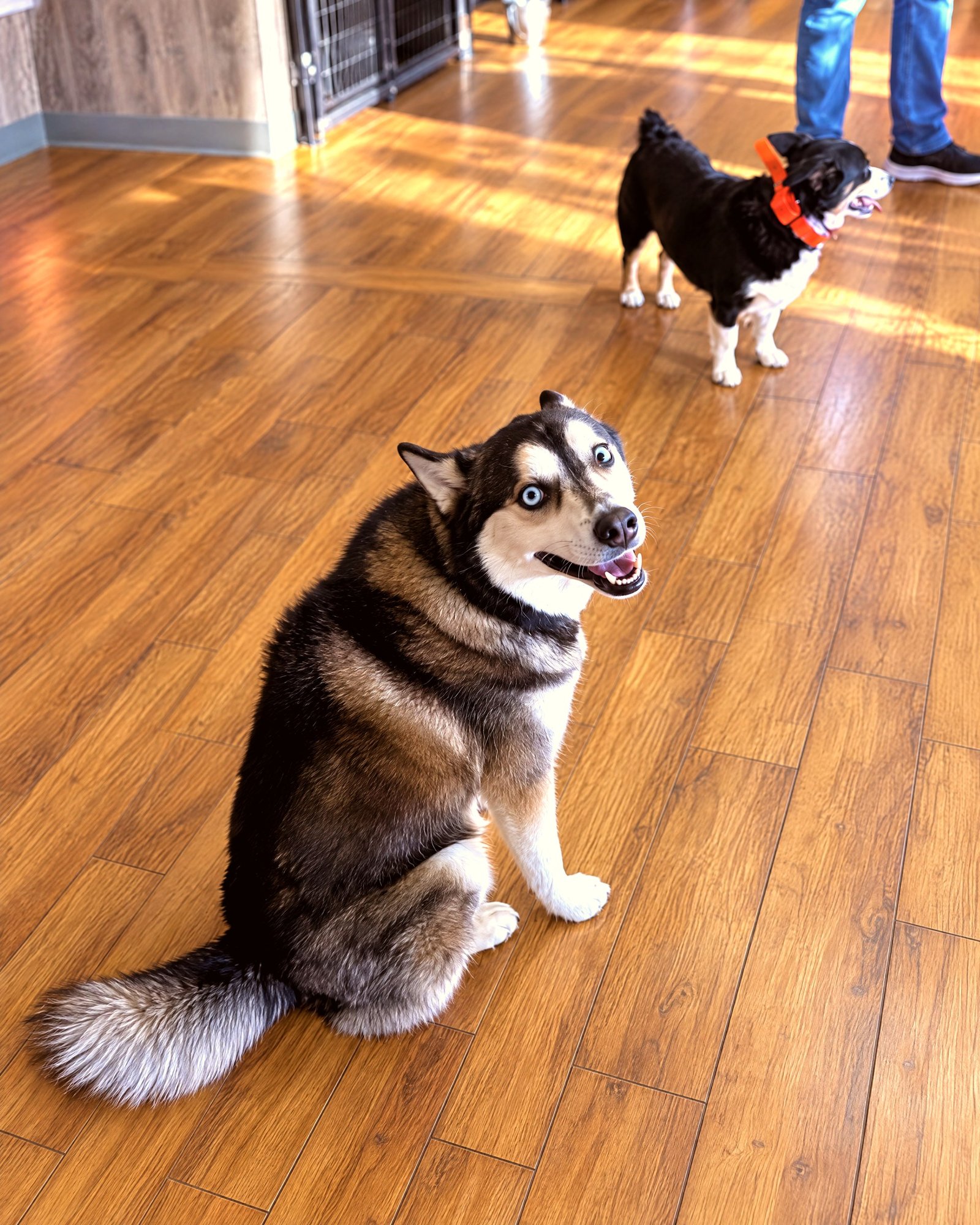 A Siberian Husky mix sits on a wood floor looking up, with a small dog and a handler behind it.