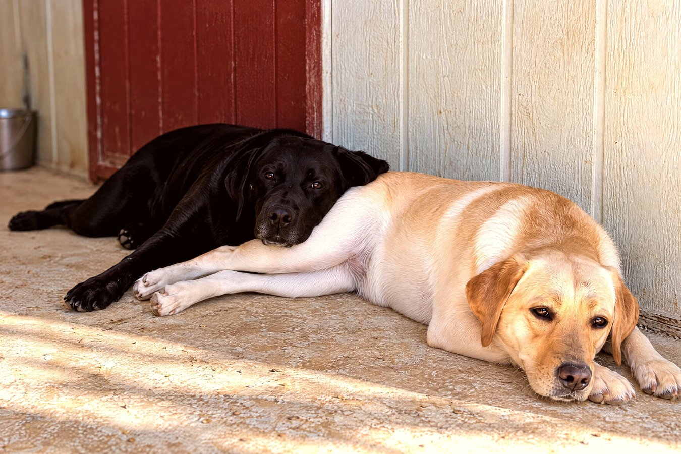 A black Labrador resting its head on a sleeping yellow Labrador on a shaded patio.