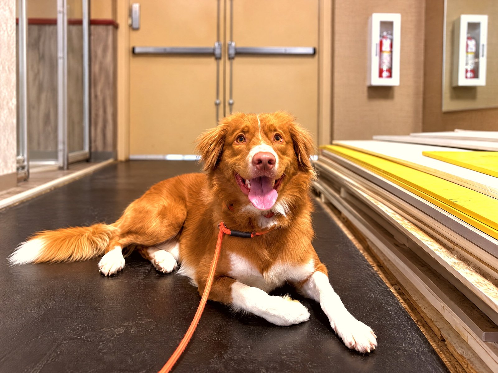 A reddish-brown dog with white markings rests calmly on a leash during indoor training.
