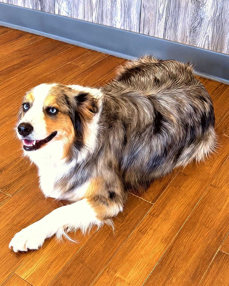 An Australian Shepherd resting calmly indoors on a wood floor.