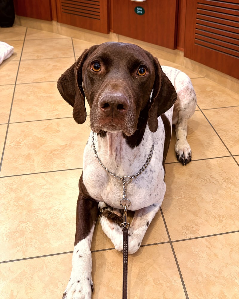 German Shorthaired Pointer resting calmly in a settled down-stay on an indoor floor.