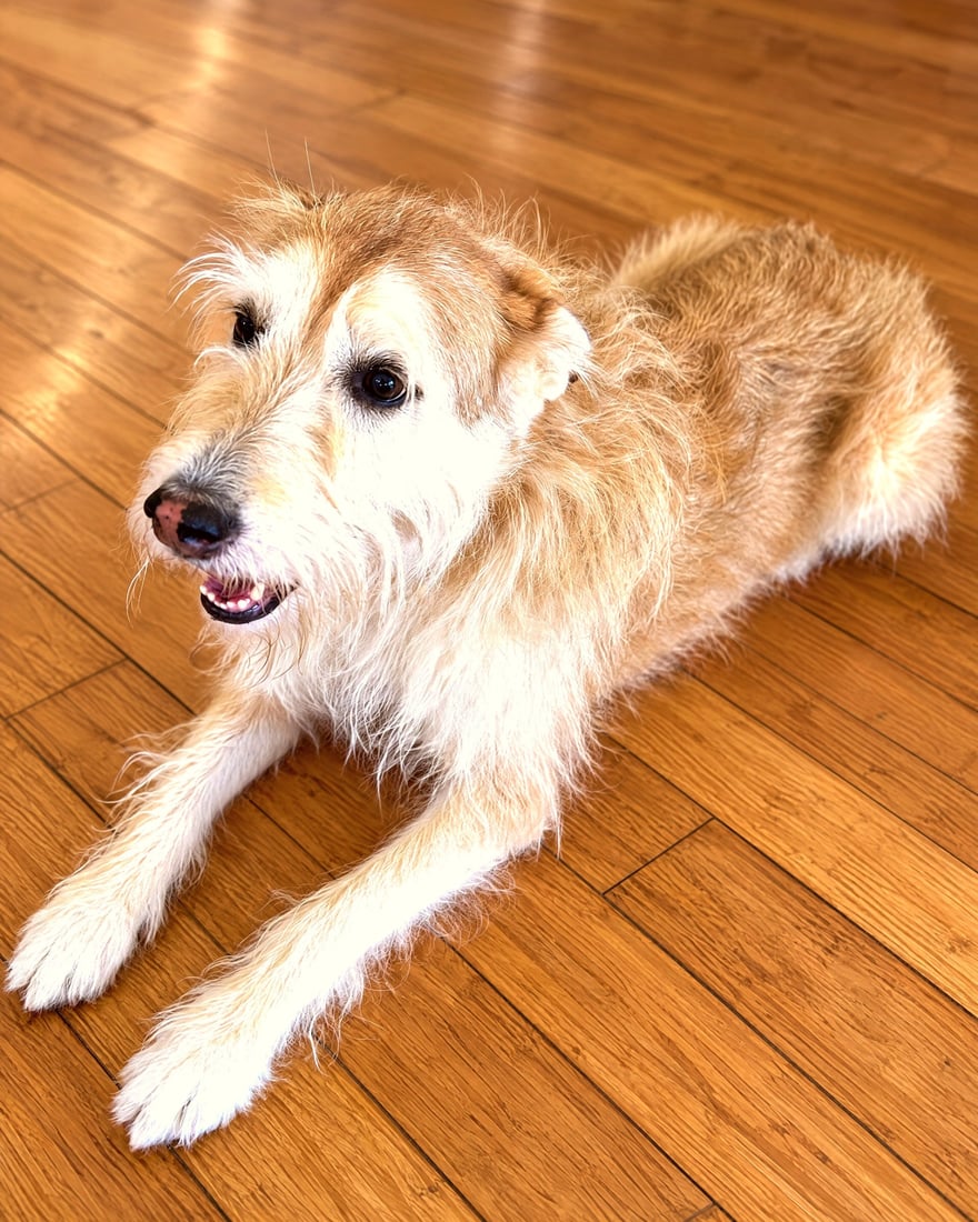 A wirehaired dog lying down calmly and resting on a clean hardwood floor indoors.