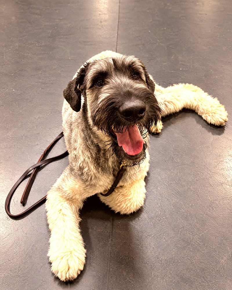 A fluffy gray and cream dog resting on an indoor training floor with a leash attached.