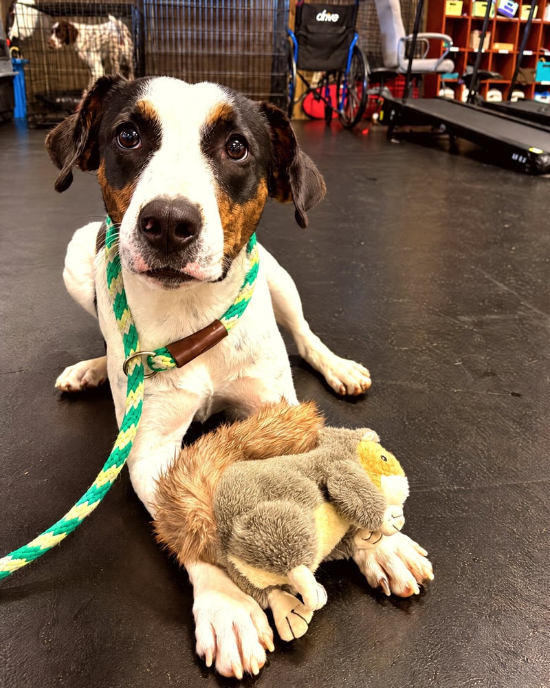A calm dog on a slip lead rests on the indoor training arena floor with a toy.