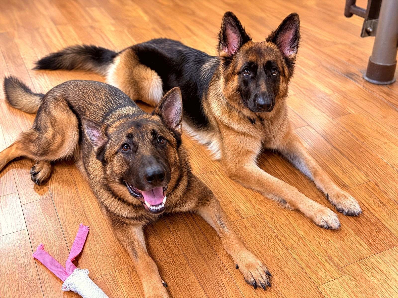 Two German Shepherds resting side by side in a down stay on a wood floor next to a toy.
