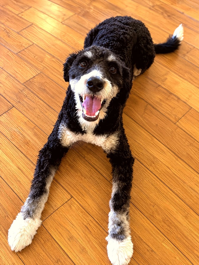 A black and white curly-coated dog lying down on a wood floor looking up and smiling.