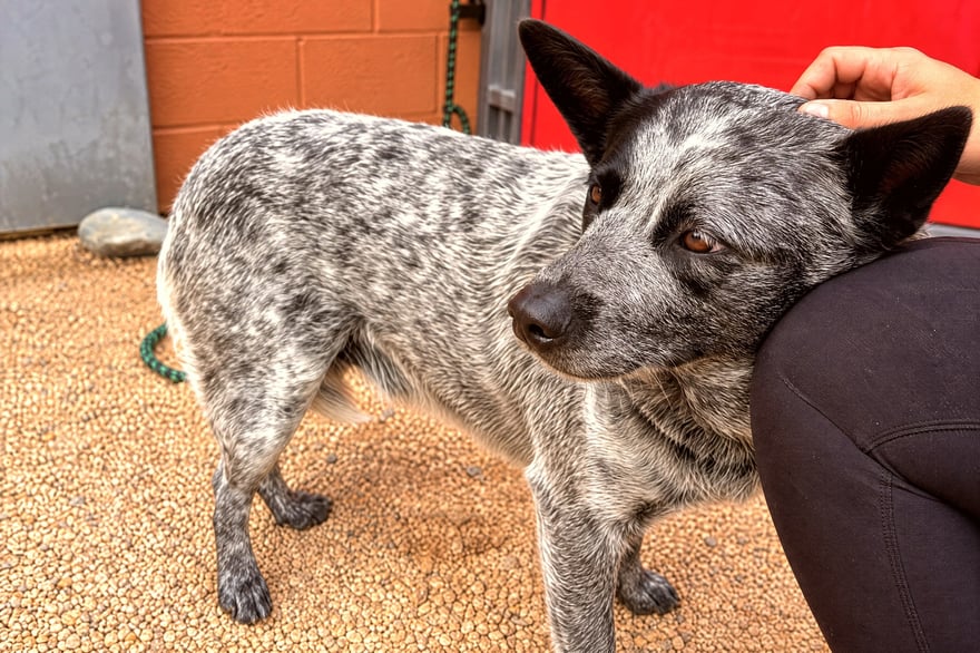 An Australian Cattle Dog gently rests its head on its owner's knee while being petted.