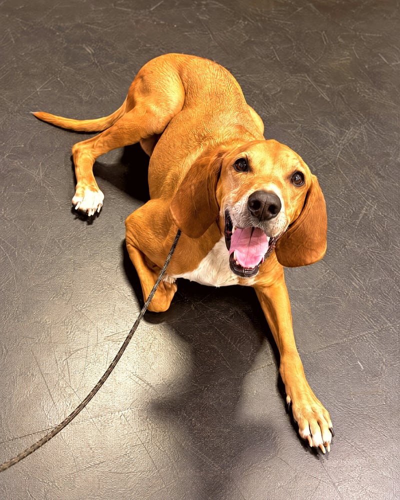A hound dog lies attentively on a training lead on indoor facility flooring.