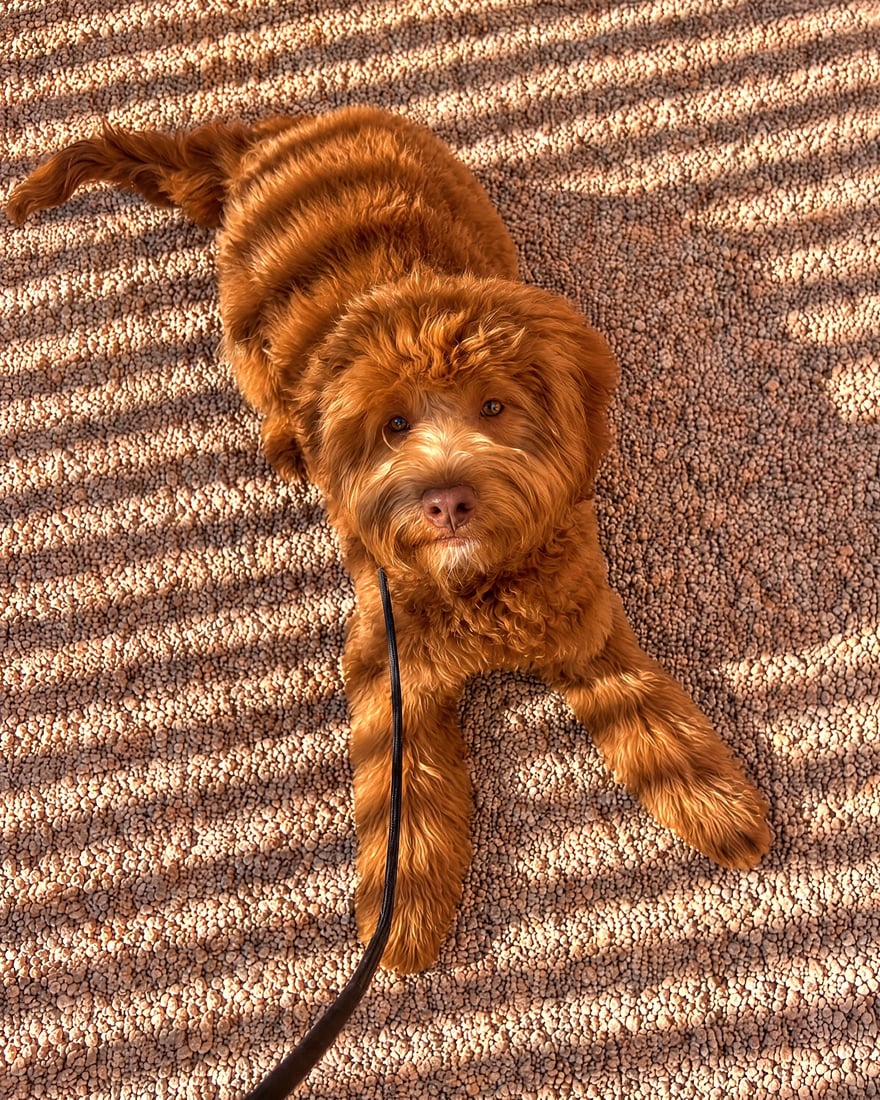 A calm red doodle lies in a steady down stay on leash during dog training.