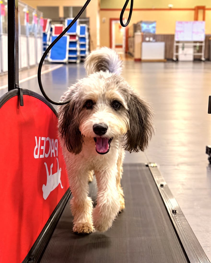 Fluffy doodle dog smiling while trotting on a dog treadmill indoors.